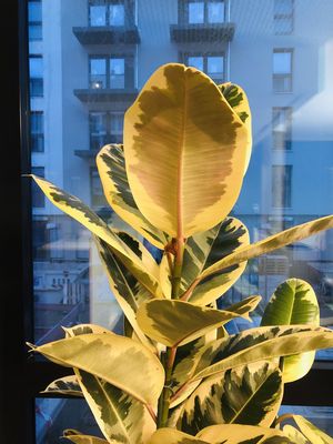 Büropflanze beschienen mit gelbem Bürolicht vor Fenster durch das ein weiteres Bürogebäude im bläulichen Abendlich zu sehen ist.