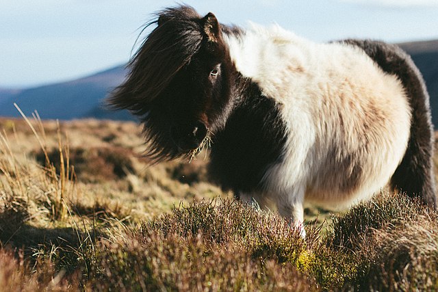 Pony mit vielen Haaren auf einer Bergwiese im Wind. Der WInd lässt die Haare flattern.