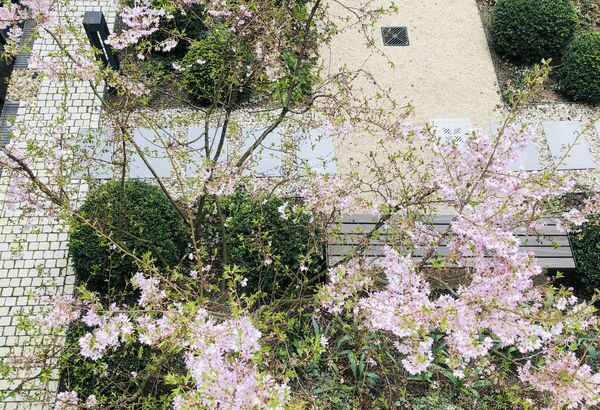 Blick von oben auf einen kleinen blühenden Obstbaum, darunter ein Gartenweg,