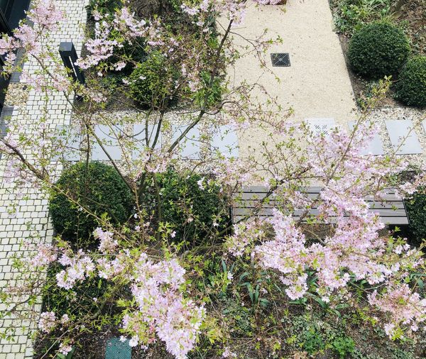 Blick von oben auf einen kleinen blühenden Obstbaum, darunter ein Gartenweg,