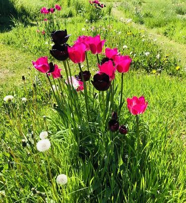 Hellrote und dunkelrote Tulpen neben Pusteblumen vor viel grünem Gras.