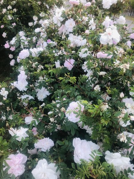 Blühender Rosenstrauch, Stanwell Perpetual, mit weißen und blassrose Blüten