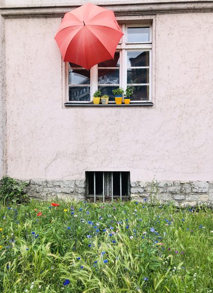 Vorgarten mit verschiedenen Sommerblüten auf Gras, ein Fenster mit rotem Regenschirm.