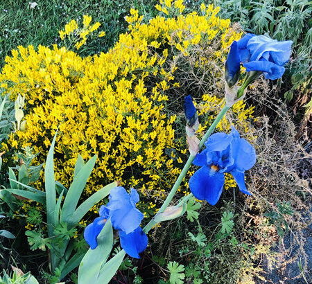 Taglilien (blau-violett) vor gelb blühendem Ginster,