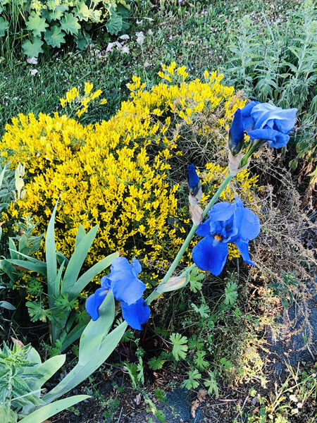 Taglilien (blau-violett) vor gelb blühendem Ginster,