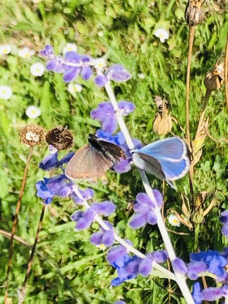 Zwei Schmetterling (einer braun, einer blau) an blauen Blüten
