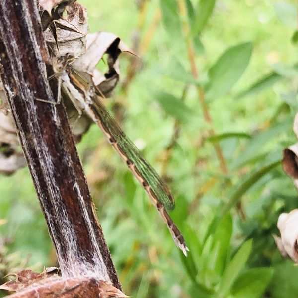 Braun-weiße Libelle an braun-weißem Pflanzenstängel