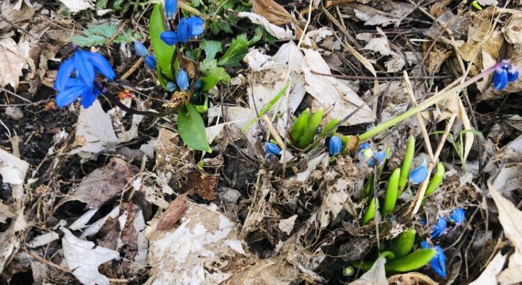 Hellgrüne Triebe und blaue Blüten brechen durch altes beige-graues Laub, das noch auf dem Boden liegt.