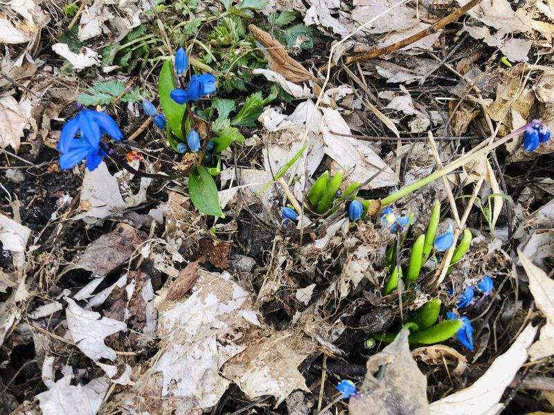 Hellgrüne Triebe und blaue Blüten brechen durch altes beige-graues Laub, das noch auf dem Boden liegt.