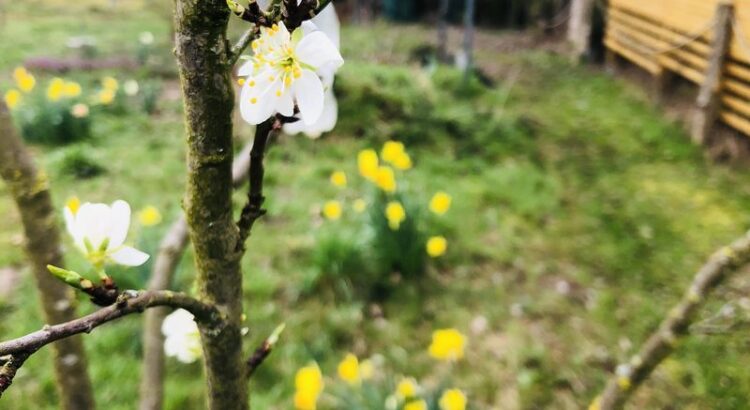 Drei weiße Zwetschenblüten, im Hintergrund verschwommen Narzissen und Gartengerümpel