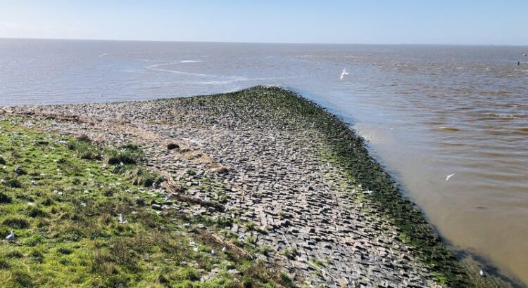Künstliche Landspitze aus großen Steinen ragt in die Nordsee. Darüber und darauf: Lachmöwenkolonie