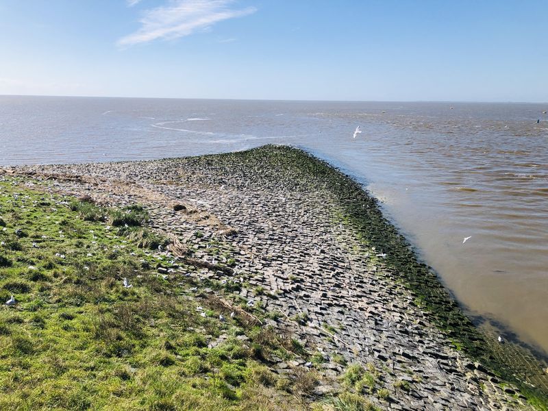 Künstliche Landspitze aus großen Steinen ragt in die Nordsee. Darüber und darauf: Lachmöwenkolonie