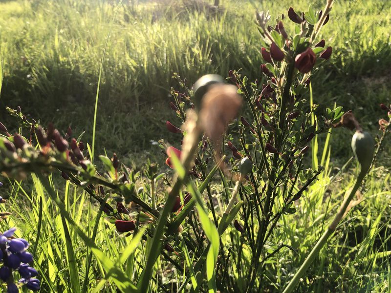 Kleiner rot blühender Ginster vor sehr viel Gras (gegen die Sonne)
