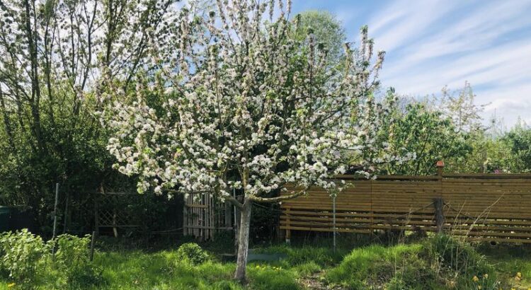 Blühender Apfelbaum auf Wiese vor weiß-blauem Himmel.