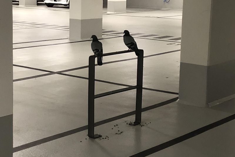 Zwei Tauben auf einem Fahrradständer