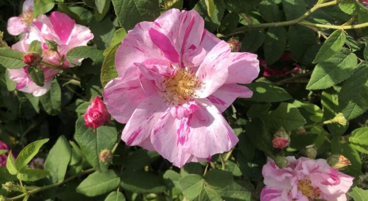 Blühende rosa gallica versicolor