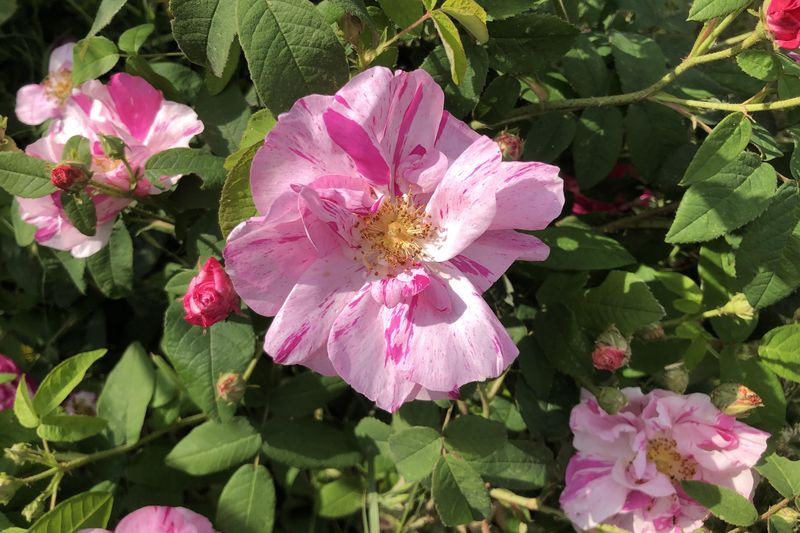 Blühende rosa gallica versicolor