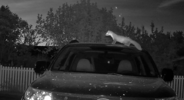 Nächtliche Aufnahme einer Wildkamera. Ein Marder steht quer auf dem Dach eines Subaru-Forester.