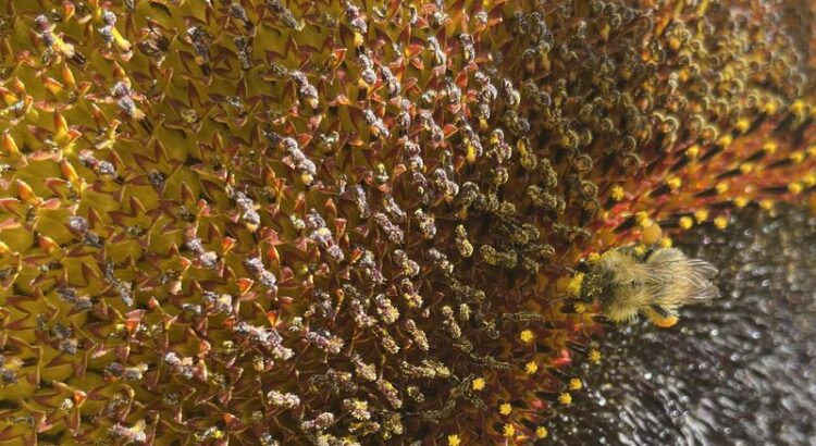 Hummel in Sonnenblume. Nahaufnahme.