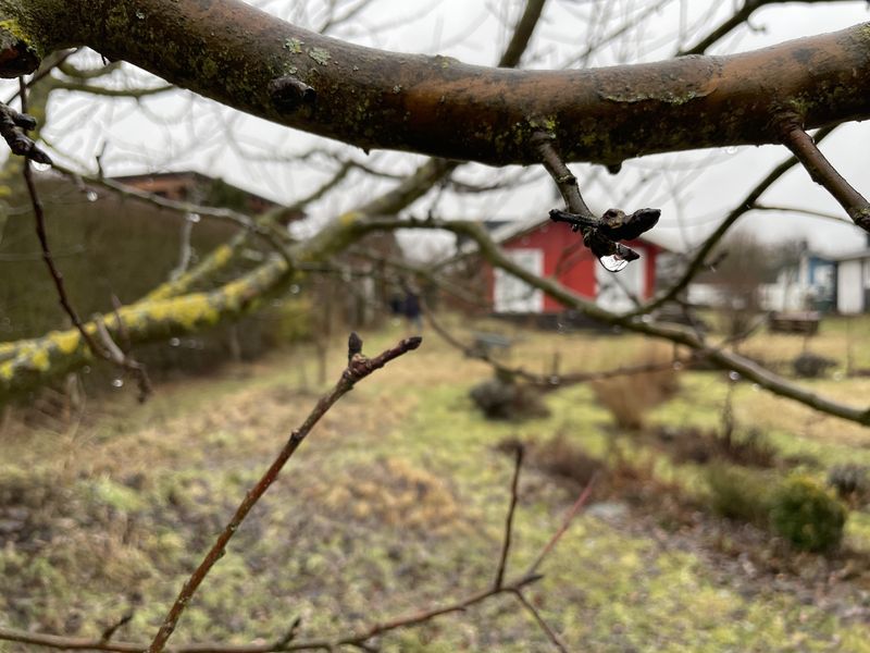 Einzelne Zweige eines Apfelbaums im Spätzwinter. Einzelne Wassertropfen hängen am Baum, Knospen sind erkennbar, ebenso wie Flechten an den Zweigen. Im Hintergrund nasser grüner und brauner Boden, ein Beet, das vor allem aus schwarzen Stauden des Vorjahres besteht.