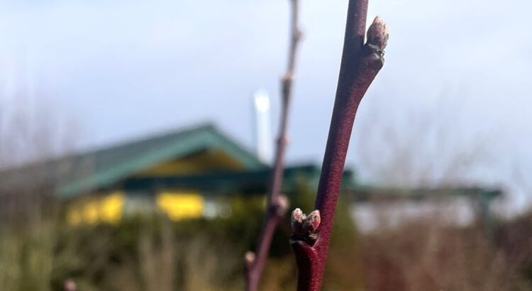 Knospen eines Pfirsichbaums an roten Ast. Im Hintergrund ein Gartenbungalow, eine Hecke und blauer Himmel