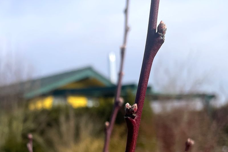 Knospen eines Pfirsichbaums an roten Ast. Im Hintergrund ein Gartenbungalow, eine Hecke und blauer Himmel