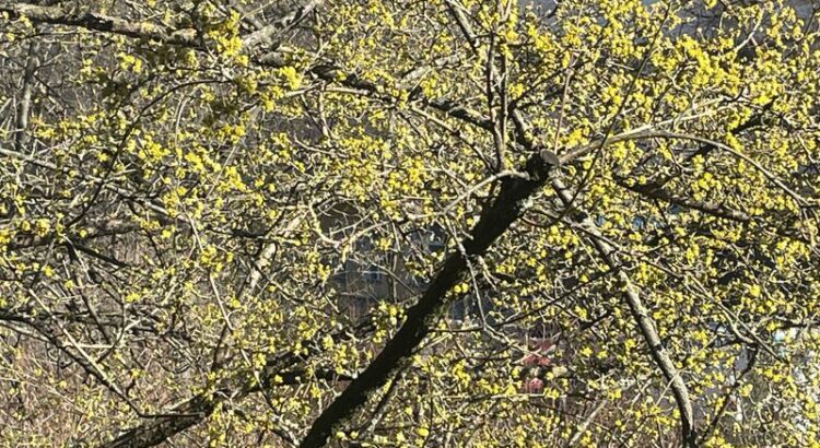 Ausschnitt einer blühenden Kornellkirsche in der Sonne