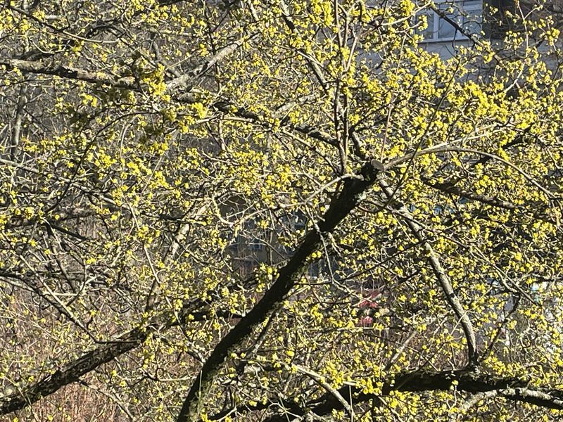 Ausschnitt einer blühenden Kornellkirsche in der Sonne