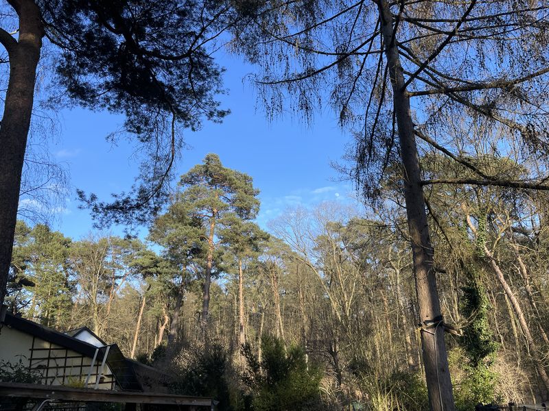 Blick nach oben in die Brandenburger Nadelbäume. Dazu strahlendblauer Himmel.
